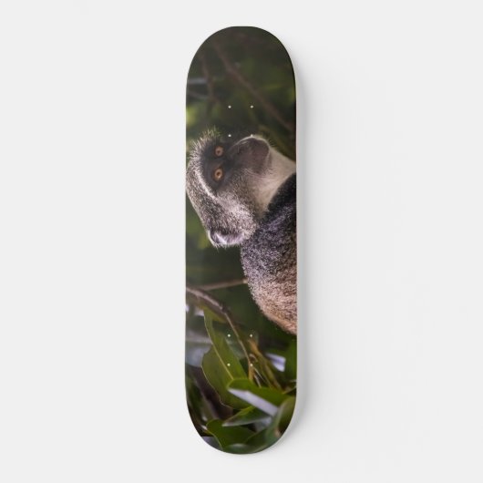 Blauwe aap, Zanzibar Skateboard (Voorkant)