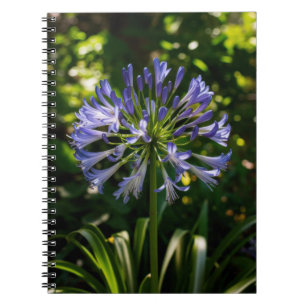 Blauwe Agapanthus bloemen Notitieboek