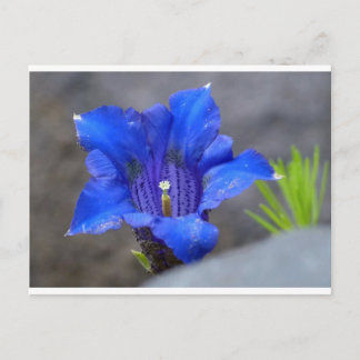 Blauwe Alpine Enzian Flower Briefkaart
