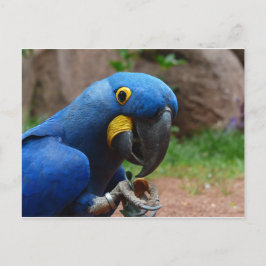 blauwe ara papegaai briefkaart