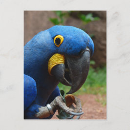 blauwe ara papegaai briefkaart
