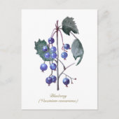 Blauwe bessen Fruit Hand getrokken Waterverf kunst Briefkaart (Voorkant)