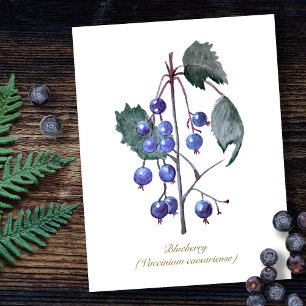 Blauwe bessen Fruit Hand getrokken Waterverf kunst Briefkaart