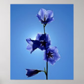 Blauwe bloem poster (Voorkant)