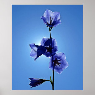 Blauwe bloem poster