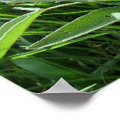 Blauwe bloembollen kruidenfotografie poster (Hoek)