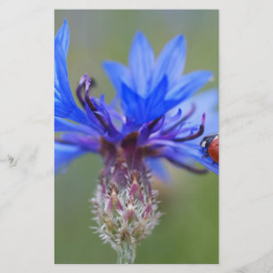 Blauwe Bloesems Lieveheersbeestje Vrede Liefde Des Briefpapier