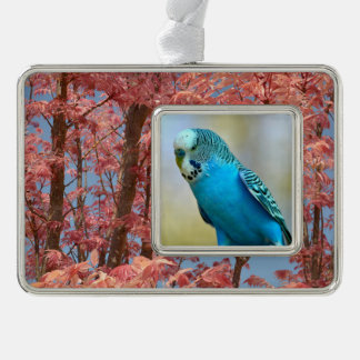 Blauwe boedgerigar perched briefkaart vierkant sti verzilverd kader ornament