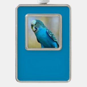 Blauwe boedgerigar perched briefkaart vierkant sti verzilverd kader ornament
