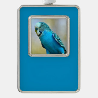 Blauwe boedgerigar perched briefkaart vierkant sti verzilverd kader ornament