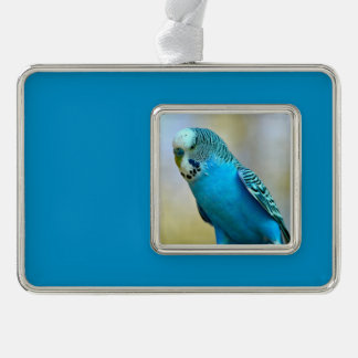 Blauwe boedgerigar perched briefkaart vierkant sti verzilverd kader ornament