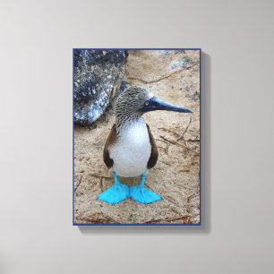 Blauwe Booby Canvas Afdruk
