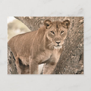 Blauwe boomklimmen, Oeganda-Afrika Briefkaart