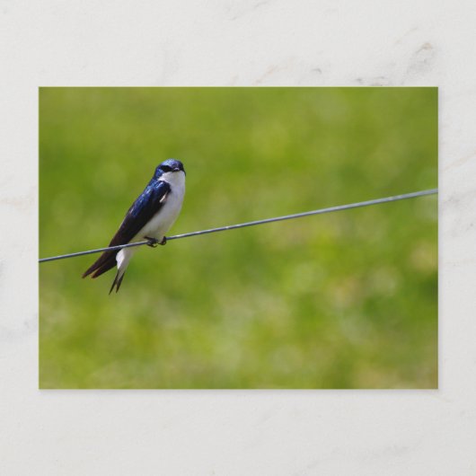 Blauwe bosvogel (Tachycineta bicolor) Briefkaart (Voorkant)