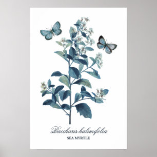   Blauwe Botanische Druk Poster