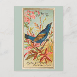 Blauwe Bunting Briefkaart