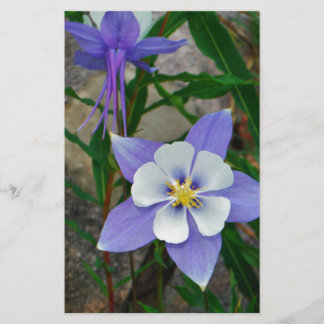 Blauwe columbine