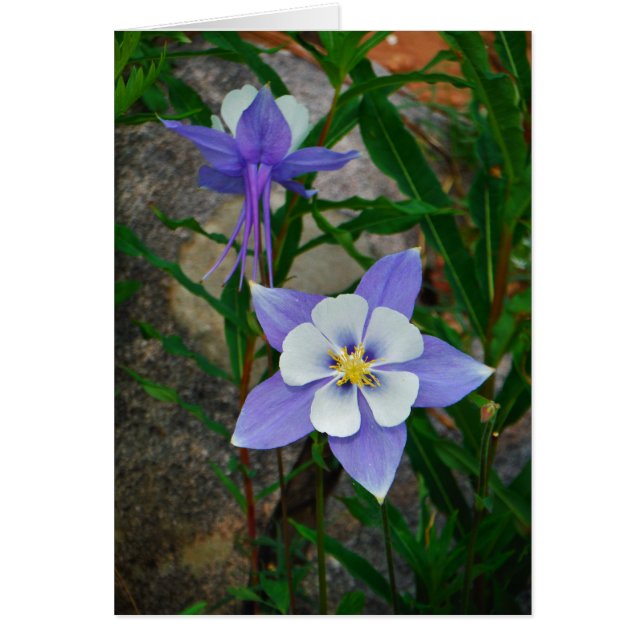 Blauwe columbine (Voorkant)