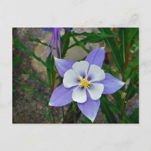 Blauwe columbine briefkaart (Voorkant)