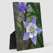 Blauwe columbine fotoplaat (Zijkant)