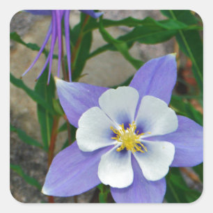 Blauwe columbine vierkante sticker
