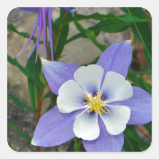 Blauwe columbine vierkante sticker
