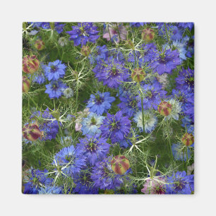 Blauwe cornbloemen magneet