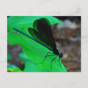 Blauwe Damselfly op een groen blad. Briefkaart