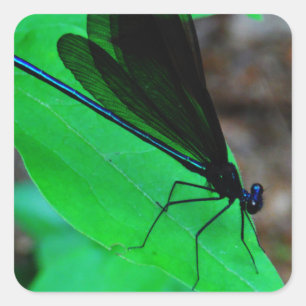 Blauwe Damselfly op een groen blad. Vierkante Sticker