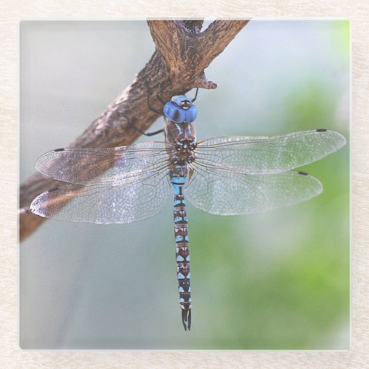 Blauwe darner Dragonfly Glazen Onderzetter (Voorkant)