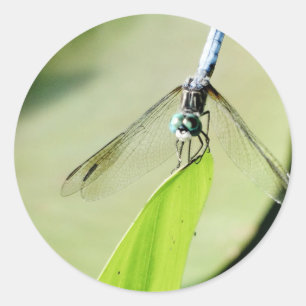 Blauwe Dragonfly op een groen blad Ronde Sticker