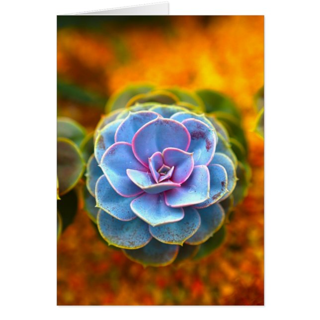 Blauwe Echeveria (Voorkant)