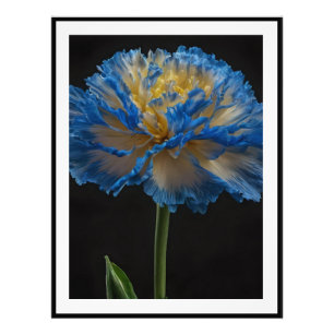 Blauwe en gele anjer bloem, foto afdruk