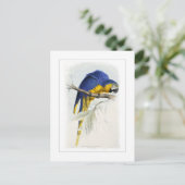 Blauwe en gele ara briefkaart (Staand voorkant)