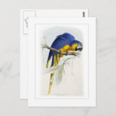 Blauwe en gele ara briefkaart (Voorkant / Achterkant)