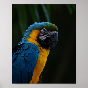 Blauwe en gele ara close-up portret - Parrot Poster