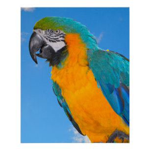 Blauwe en gele ara perfect poster