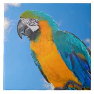 Blauwe en gele ara tegeltje