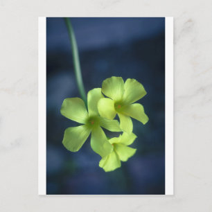 Blauwe en gele bloemen briefkaart