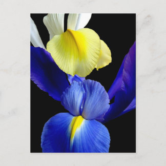 Blauwe en gele Iris Flowers 4b Briefkaart