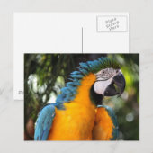 Blauwe en gele Macaw Briefkaart (Voorkant / Achterkant)