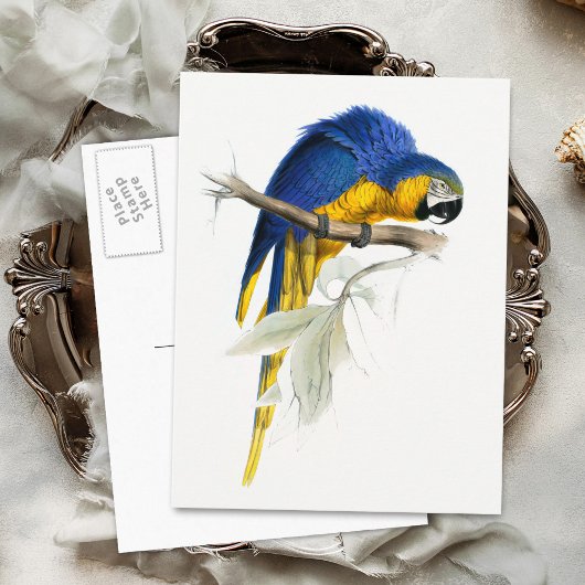  blauwe en gele Macaw Briefkaart