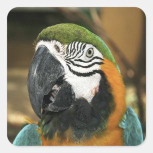 Blauwe en gele Macaw uit Amazon Vierkante Sticker
