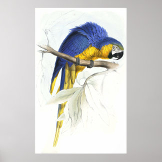 Blauwe en gele Maccaw door Edward Lear Poster