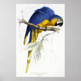 Blauwe en gele Maccaw Poster