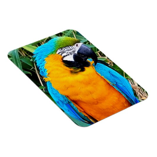 Blauwe en gele papegaai magneet (Rechterzijde)