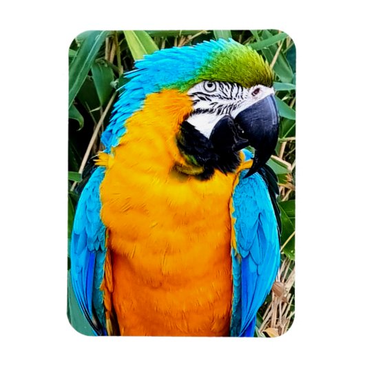 Blauwe en gele papegaai magneet (Verticaal)