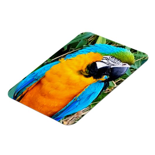 Blauwe en gele papegaai magneet (Linkerzijde)