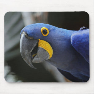 Blauwe en gele papegaai muismat