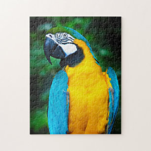 Blauwe en gouden Macaw Puzzel